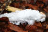 03-hair-ice-06.jpg (235262 bytes)