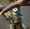 06-blue-tit-20160110.jpg (195829 bytes)