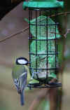 07-great-tit-20160110.jpg (183728 bytes)