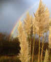 26-plant-rainbow-cropped.jpg (202723 bytes)