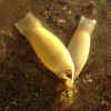 31-fish-egg-case.jpg (280785 bytes)