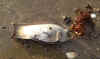 32-skate-egg-case2.jpg (205976 bytes)