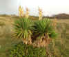 42-palm-plant.jpg (360845 bytes)