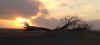 45-sunset-tree.jpg (73965 bytes)