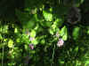 82-wild-mint.jpg (184542 bytes)