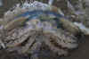 98-jfish-close-up.jpg (218125 bytes)