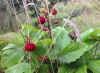 00z-wild-strawberries.jpg (311565 bytes)