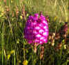 30-flower1.jpg (304360 bytes)