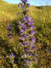 31-flower2.jpg (266577 bytes)