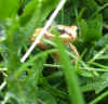 38-frog.jpg (336555 bytes)