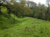 14-dyke-bluebells.jpg (295146 bytes)